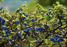 Ab nur 5 .- fr! 5 Samen der Wildpflaume Saatgut Graines Semi