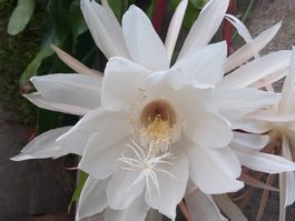 Epiphyllum oxypetalu /Orchideen-Kaktus bewurzelter Steckling
