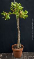 Crassula Ovata - 60cm Gelbbaum - Unikat aus der Sammlung