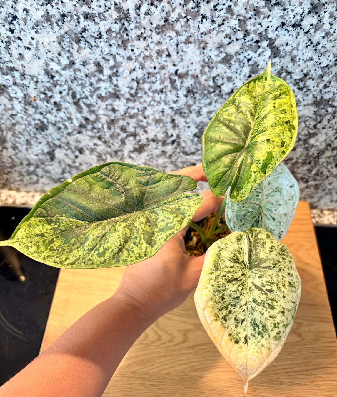 Pflanzen & Samen: Alocasia Dragon Scale Mint – Gebraucht aus Kaiseraugst von dka_b97z