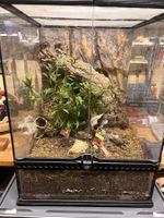 Terrarium mit Einrichtung, Pflanzen und Dekoration