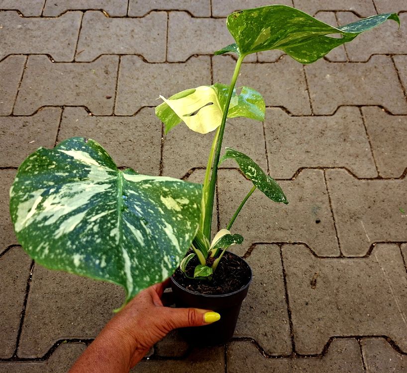 Totale Raritt: Monstera Deliciosa Aurea Variegata 30cm (Neu und  originalverpackt) in Rovio fr CHF 99  mit Lieferung auf Ricardo kaufen