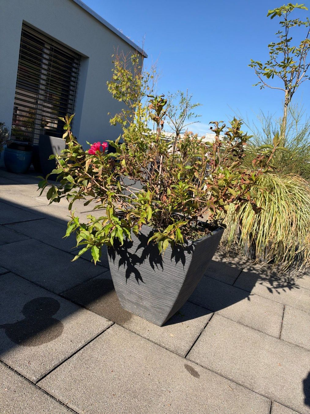 Piante & sementi: Garten Weigelie – Usato da Root venduto da calmchris 3