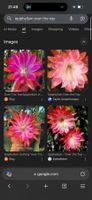 Epiphyllum „Over the top“ Blattkaktus Epicactus