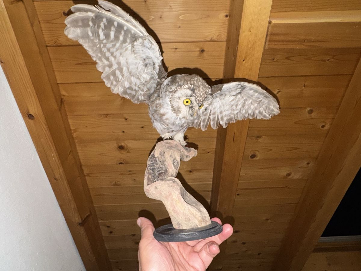 Il mondo degli animali: Civetta tassidermizzata su base in legno – Usato da Volketswil venduto da mau_9pxs 2
