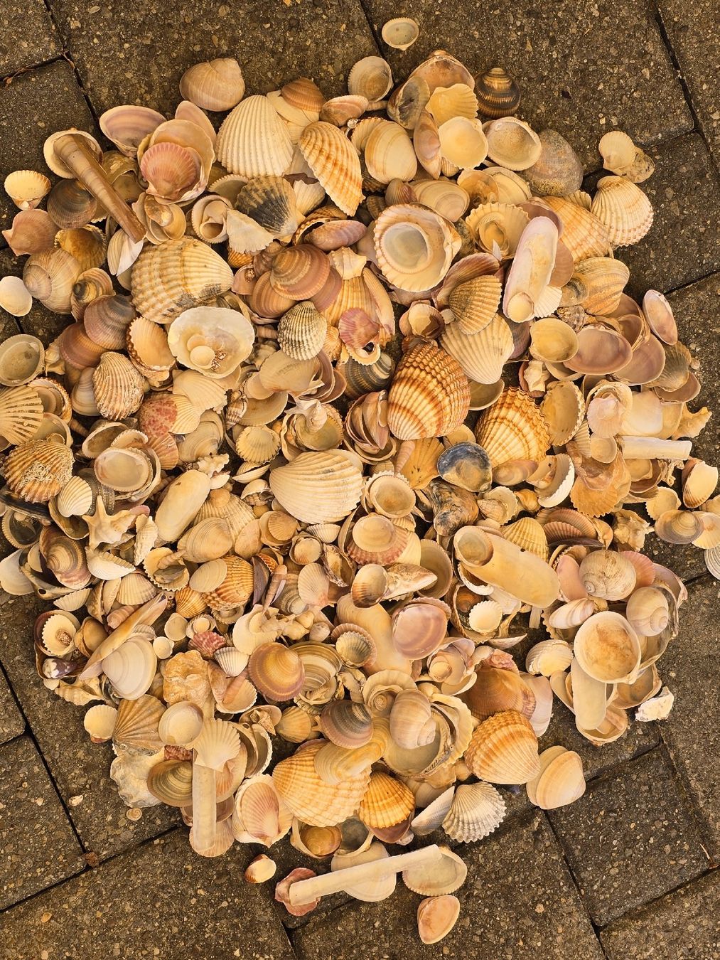 Alle Dekorationen: 3,3 Kg. Original Muscheln – Gebraucht aus Walkringen von Vanuca