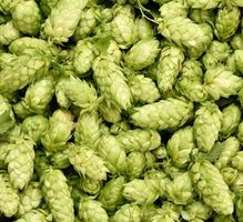 50 BIO-HOPFENSAMEN 🌱 50 GRAINES DE HOUBLON BIO 100 SEMI‪