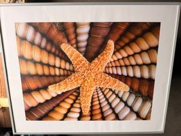 Seestern Bild mit Muscheln gerahmt Sommerdeko 50x40,5 cm