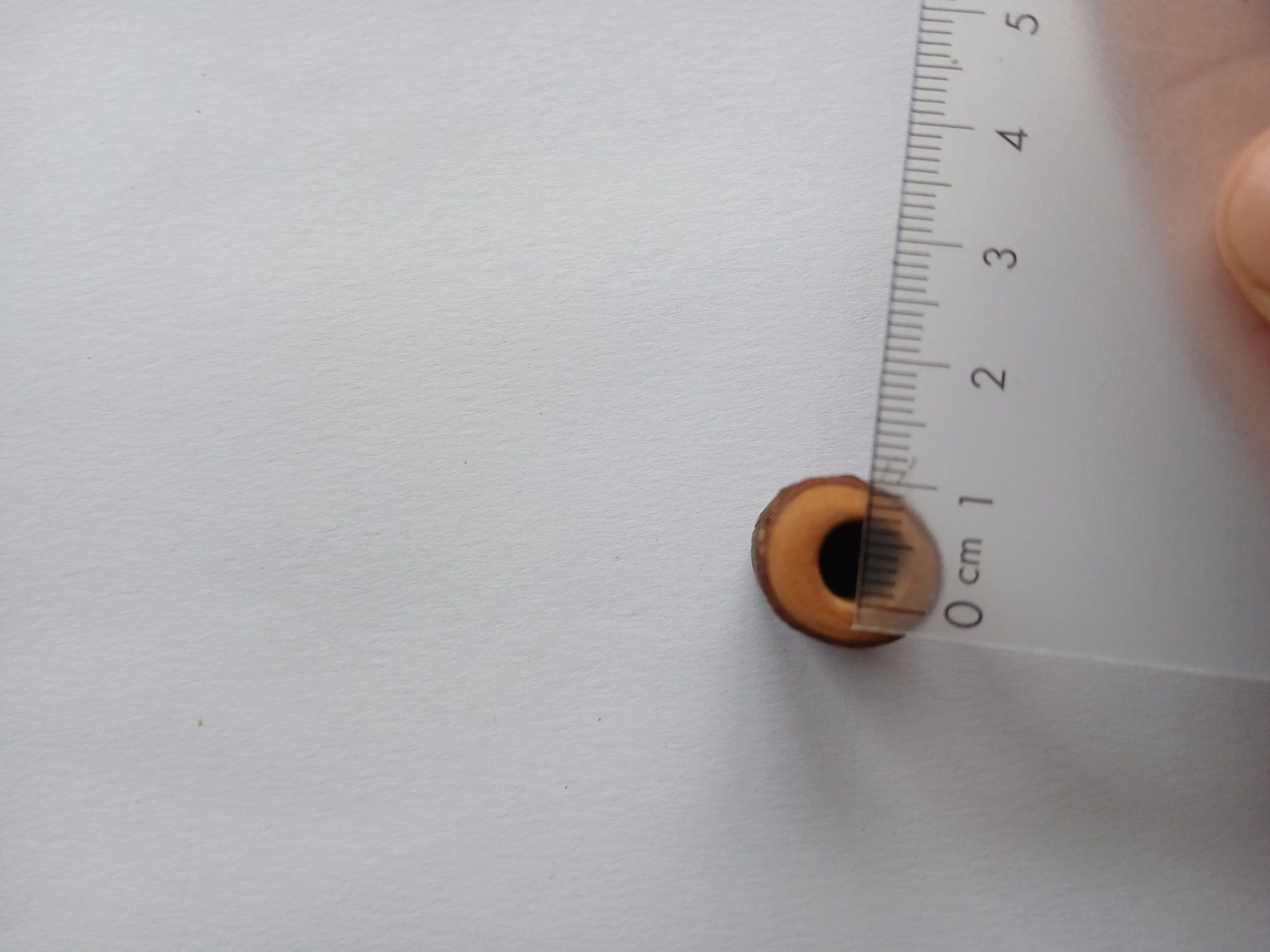 Accessori per capelli: Miniatur-Baumstamm-Perle Dreadlockschmuck Holz Dreadperle – Nuovo (secondo la descrizione) da Bremgarten AG venduto da Finoae 1