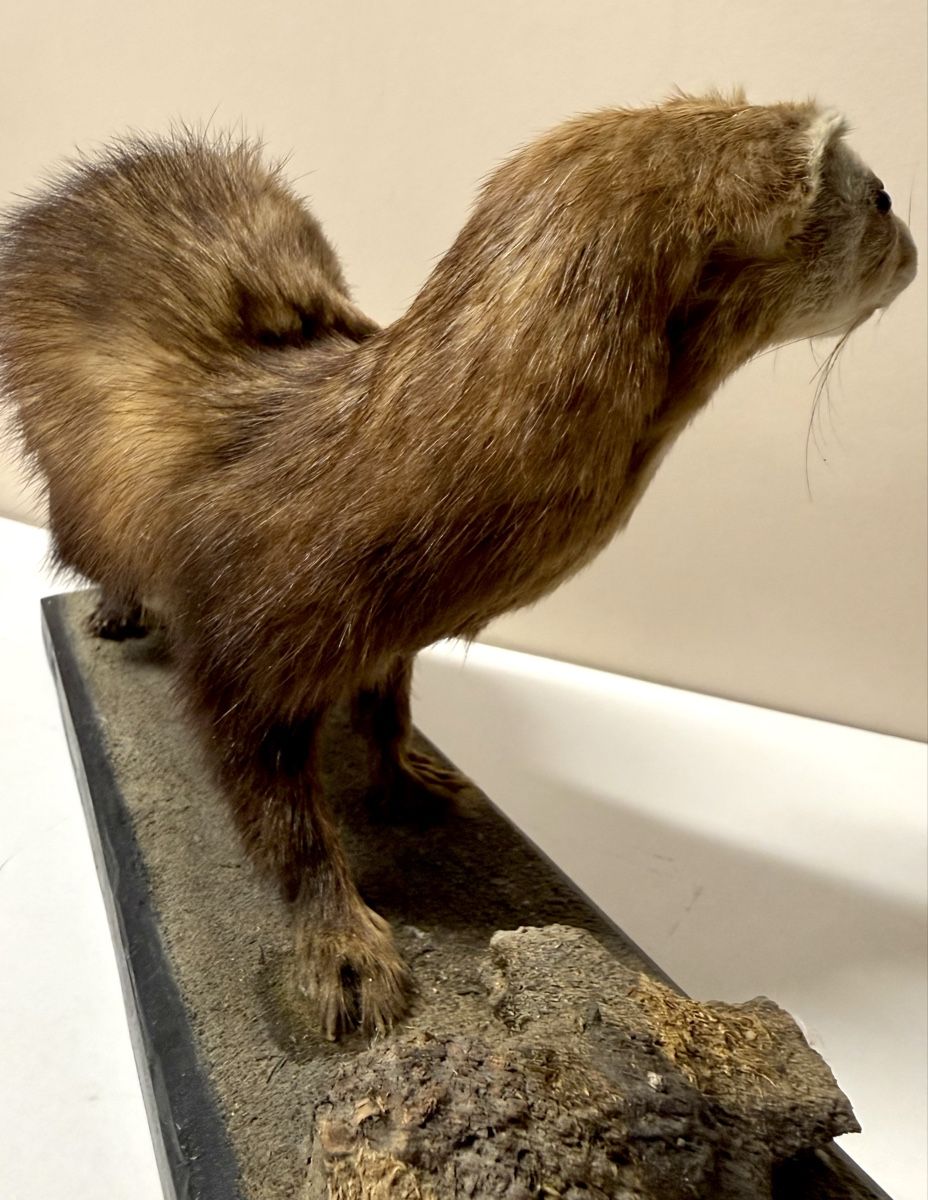 Monde des animaux: Tierpräparat ILTIS – D'occasion à Bern par felberunderground 5
