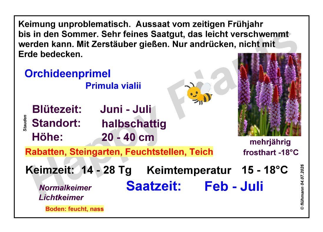 Piante & sementi: Orchideenprimel - Primula vialii - 500 Samen – Nuovo e nell'imballaggio originale da Sumiswald venduto da Cham14558 4
