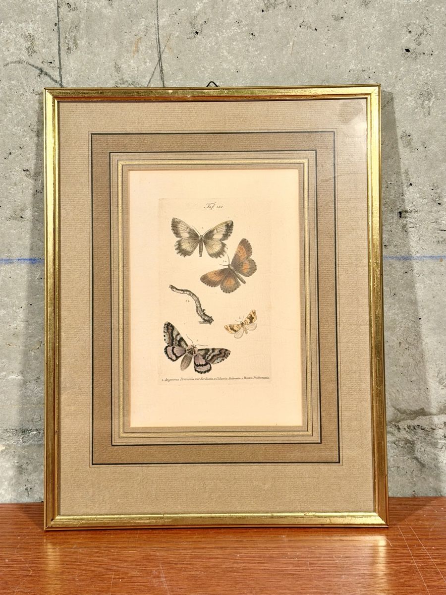 Grafica & Litografie: LITHOGRAPHIC LEAVES, butterfly motif, framed – Usato da Lausanne venduto da vas_mbk2
