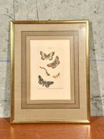 LITHOGRAPHIC LEAVES, butterfly motif, framed