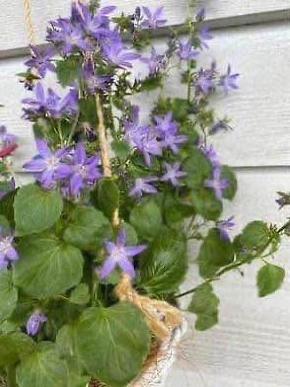 Vasi per fiori: Blaue Blumen Kombination  – Usato da Frauenfeld venduto da Irene.Schuppli 2
