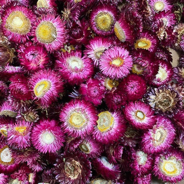 Piante & sementi: 300 Samen Strohblume PURPLE – Nuovo (secondo la descrizione) da Ehrendingen venduto da VerveinaSamen 2