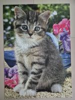 Katzen Puzzle, Ravensburger, 1000 Teile