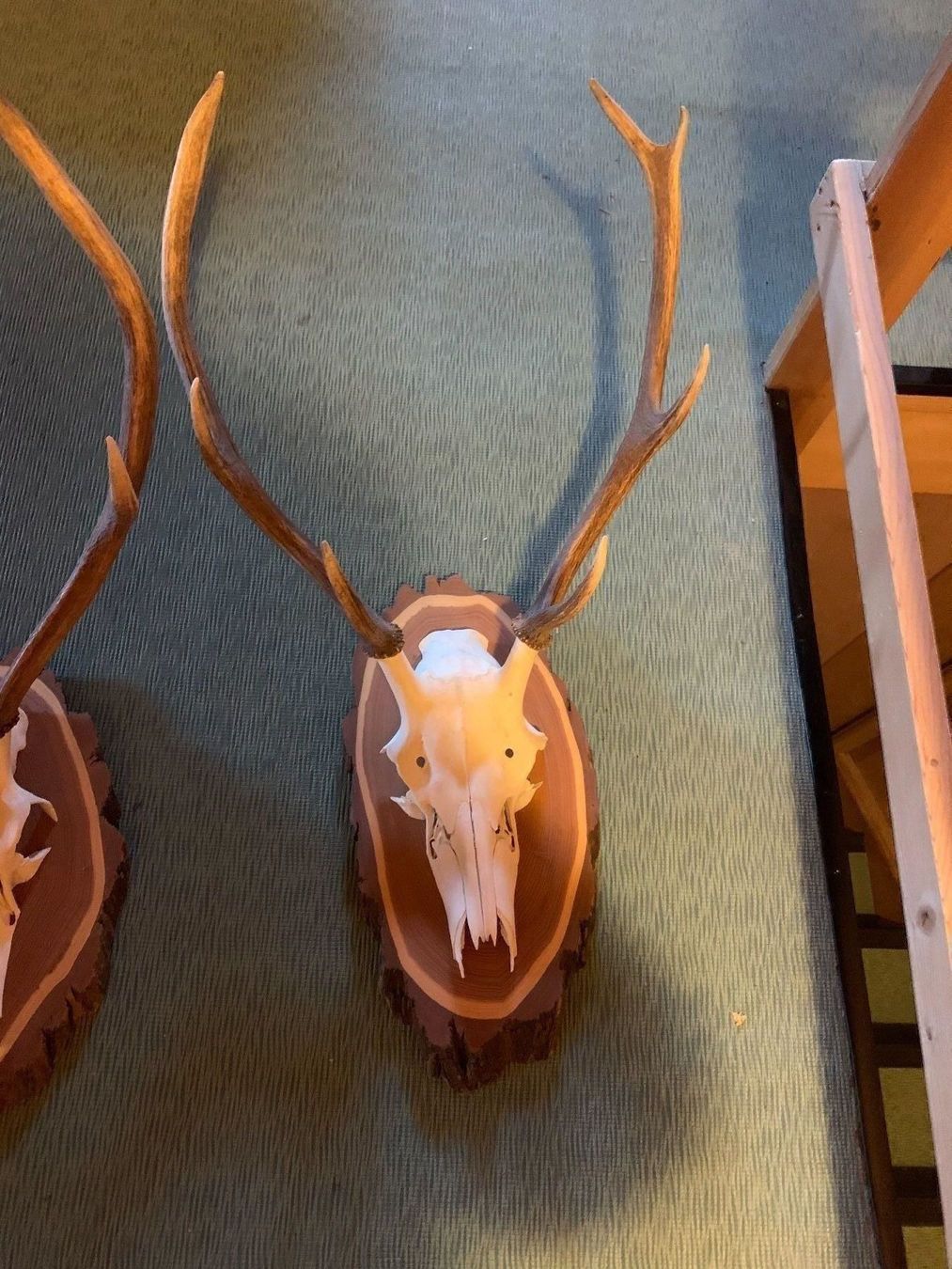 Tutte le decorazioni: Hirsch zu verkaufen – Usato da Ruschein venduto da dom_nbr2