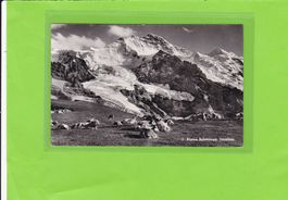 Kleine Scheidegg, weidende Kühe