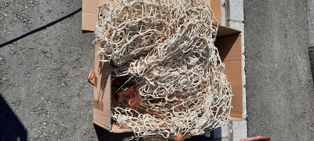 Goldyida 7er Set Ausziehbare Fischernetze - Schmetterlingsnetz Für Kinder | 36-85cm Teleskopstab