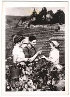 Fotografie Haardt / Weinstrasse, Weinles