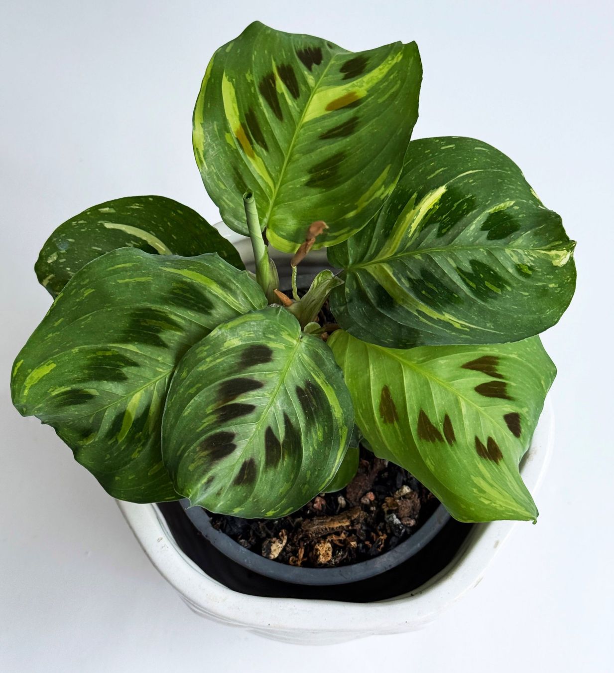 Piante & sementi: Maranta leuconeura 'Variegata'***** – Nuovo (secondo la descrizione) da Dübendorf venduto da Orchid18