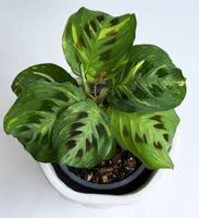 Maranta leuconeura 'Variegata'*****