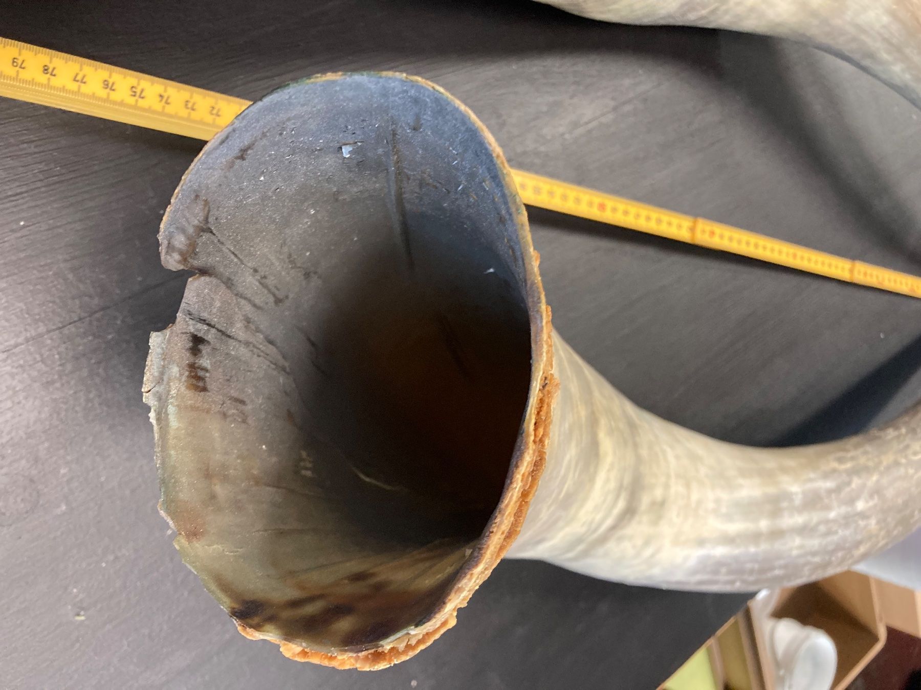 Welt der Tiere: 2 Rinderhörner 70-80 cm lang – Gebraucht aus Grosswangen von arum01 3