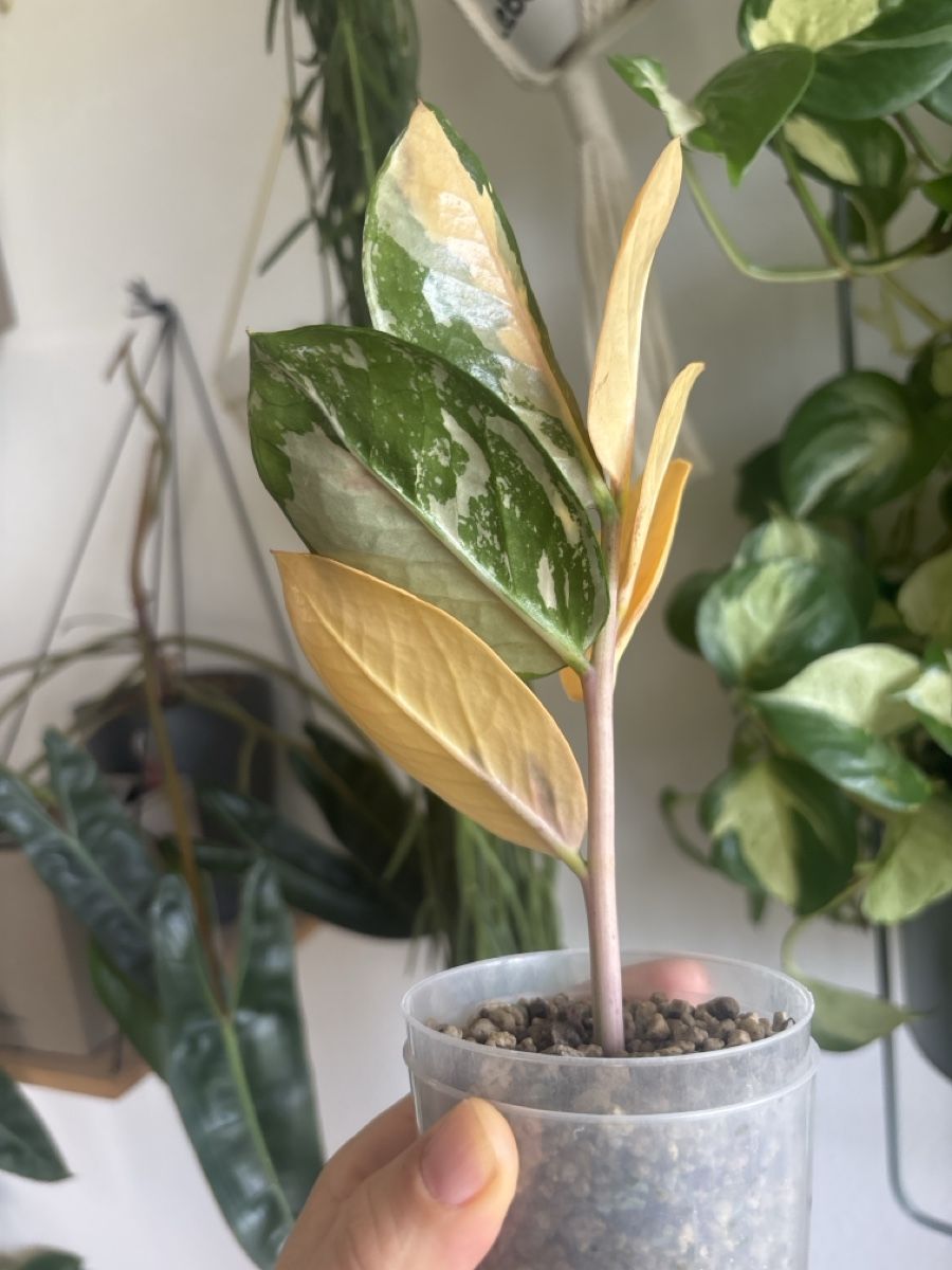 Piante & sementi: ZZ variegata Steckling – Usato da olten venduto da momo2417 1