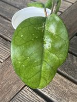 Ableger Hoya fungii