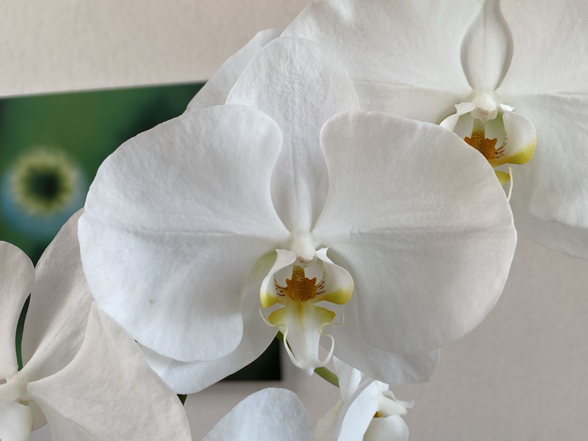 Piante & sementi: Grosse Orchidee Phalaenopsis weiss, 76 cm – Usato da Buochs venduto da H16 6