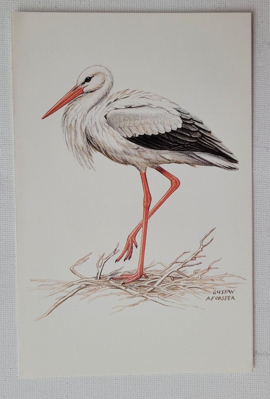 Cartoline postali: STORCH – Nuovo (secondo la descrizione) da Neftenbach venduto da Mador6