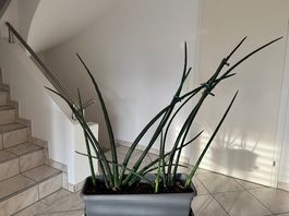 Bogenhanf (Sanseviera cylindrica)