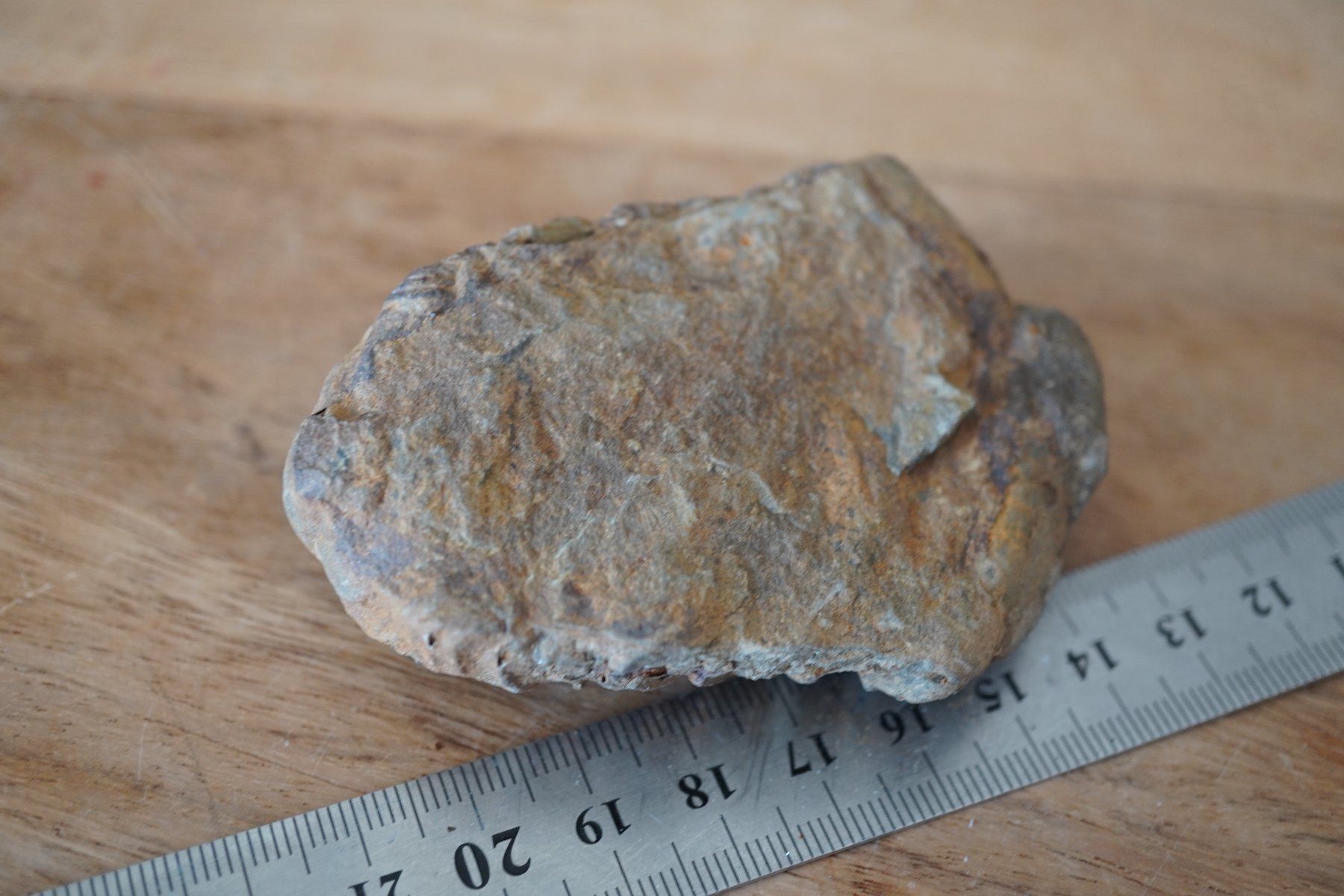 Minerali & Pietre curative: Calymene   Trilobit    Vitrinen Stück – Nuovo e nell'imballaggio originale da Eschenbach SG venduto da topstone 5