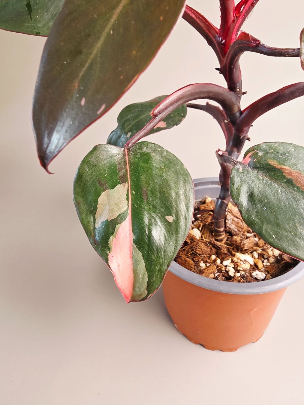 Piante & sementi: Philodendron Pink Princess – Nuovo (secondo la descrizione) da Gerolfingen venduto da Azora 1