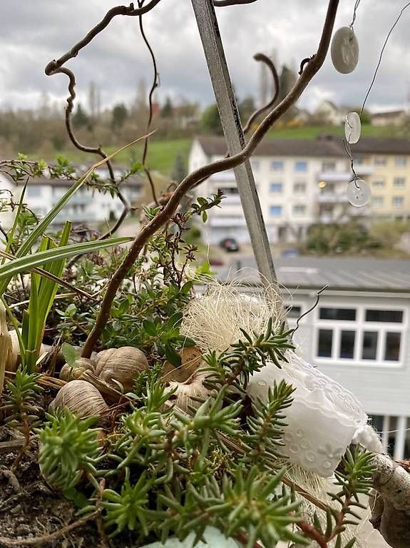 Piante & sementi: Sukkulenten in der Schüssel – Usato da Frauenfeld venduto da Irene.Schuppli 2