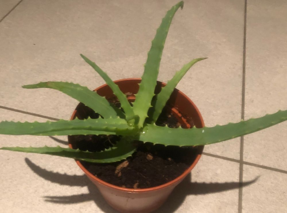 Zierpflanze Zimmer Pflanze 15 cm ↕️ “ALOE ARBORESCENT ” 🍃 Kaufen auf