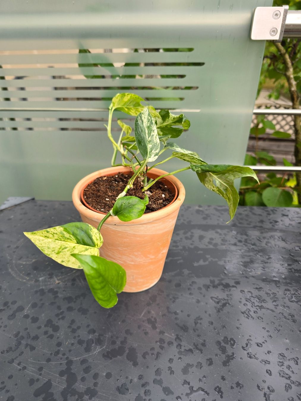 Piante & sementi: Epipremnum 'Marble' Variegata Inkl. Übertopf – Usato da Aarburg venduto da Glitzerschein 2