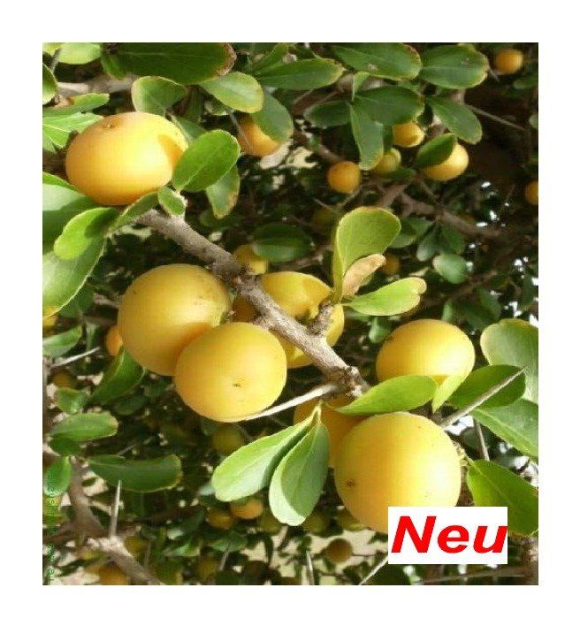 Pflanzen & Samen: Kei-Apfel - Dovyalis caffra - 3 Pflanzen – Neu und originalverpackt aus Sumiswald von Cham14558