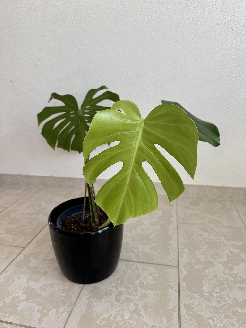 Piante & sementi: Monstera Deliciosa – Nuovo (secondo la descrizione) da Bülach venduto da Bloom_Witch 2