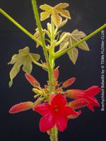Brachychiton Bidwillii - australischer Flaschenbaum