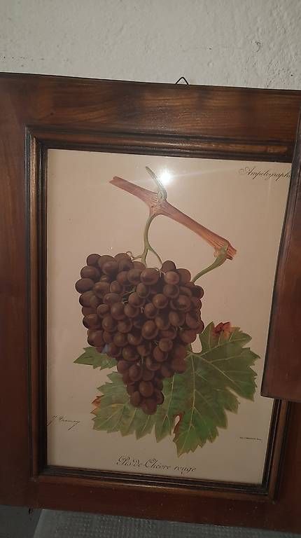 Grafica & Litografie: Ampélographie chromolithographie tableau de cépages – Usato da Saxon venduto da dad_q89q
