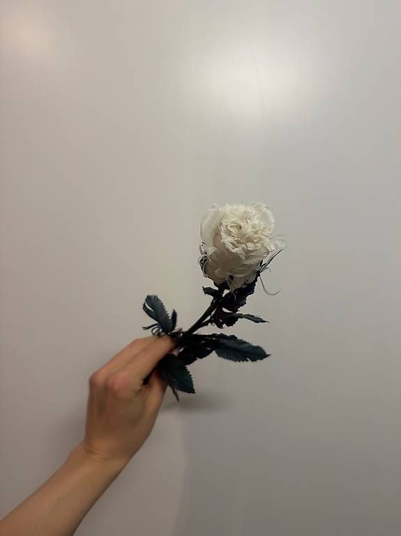 Il mondo degli animali: Feder-Rose  – Usato da Cham venduto da VStore 2