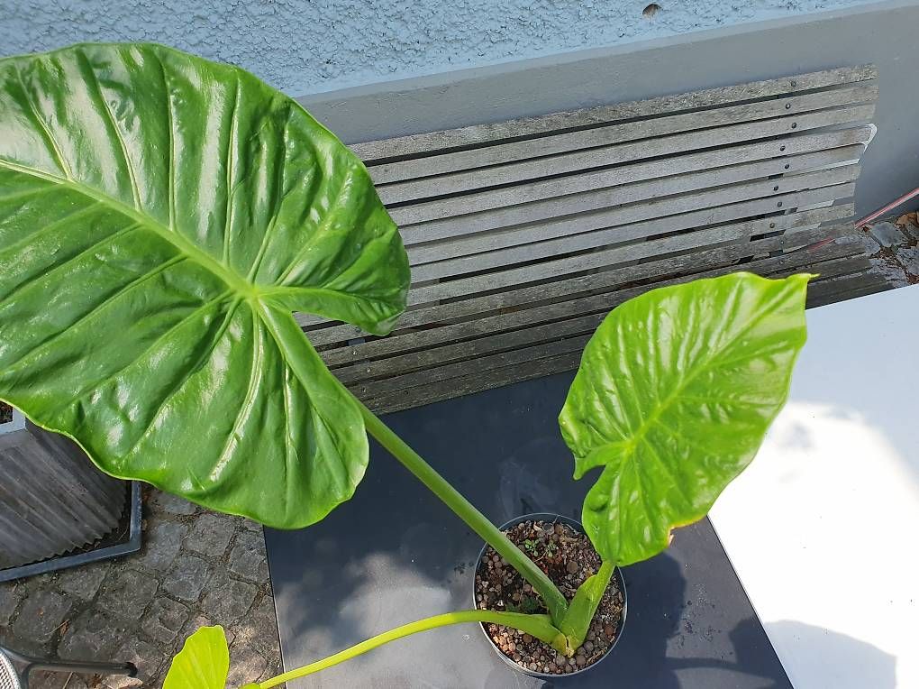 Plantes & graines: Alocasie – D'occasion à Olten par stritten 3