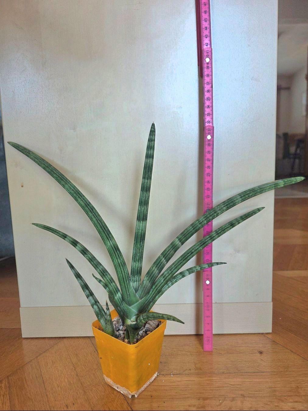Piante & sementi: Sanseveria cylindrica "Boncellensis" / Seestern Bogenhanf – Nuovo (secondo la descrizione) da Thalheim venduto da silvara01