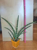 Sanseveria cylindrica "Boncellensis" / Seestern Bogenhanf