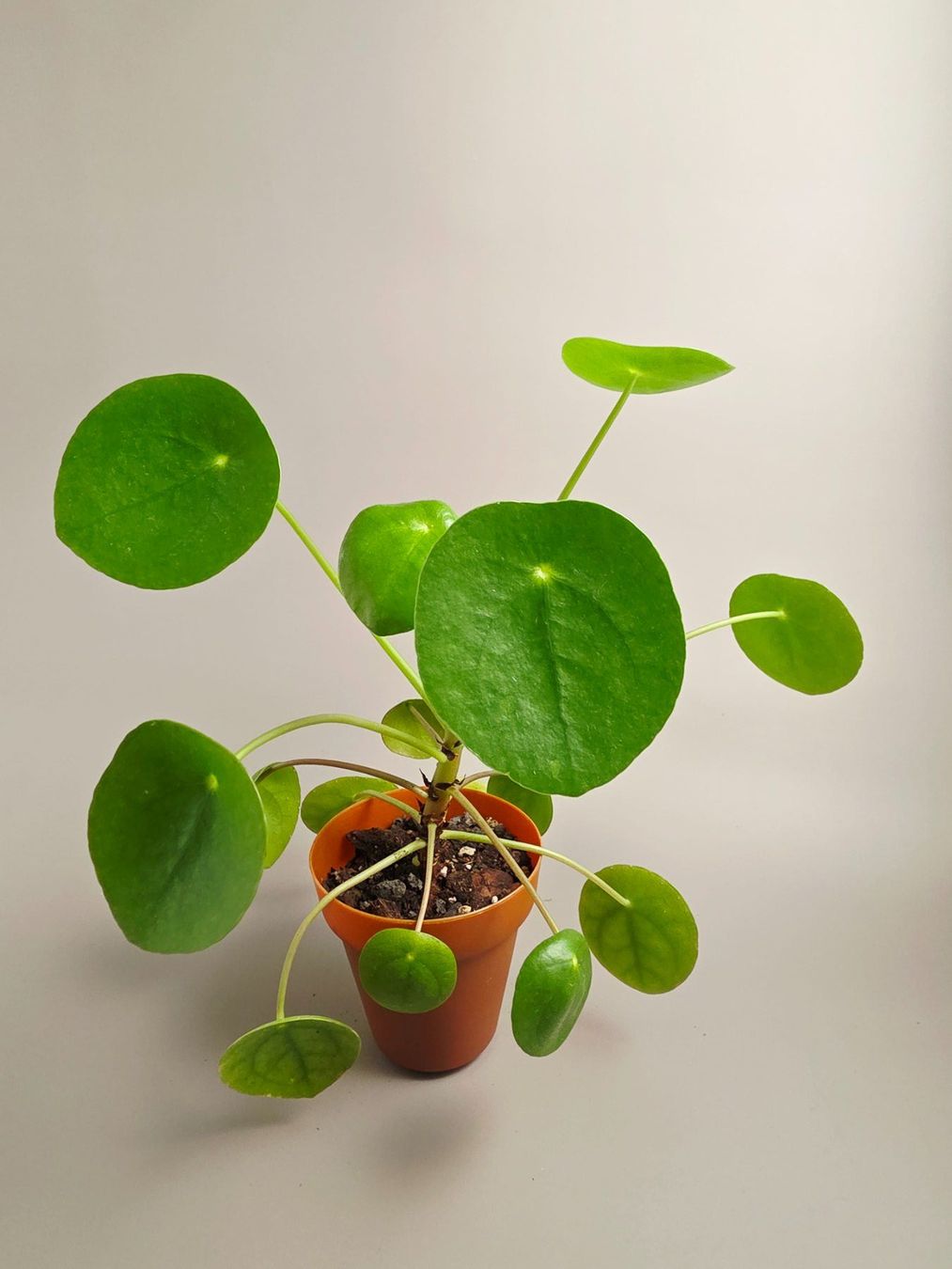 Piante & sementi: Ufopflanze / Pilea peperomioides #3 – Nuovo (secondo la descrizione) da Gerolfingen venduto da Azora