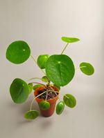 Ufopflanze / Pilea peperomioides #3