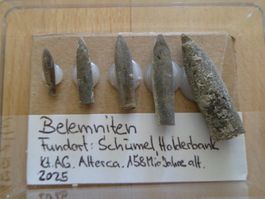 Fossil Schweiz