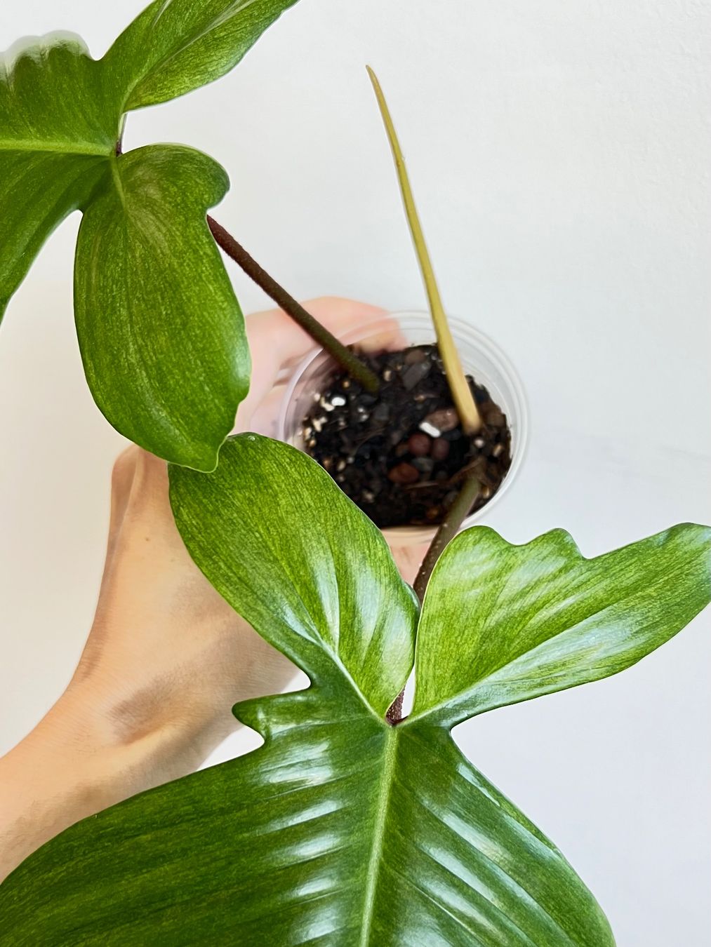 Piante & sementi: 🔥Philodendron Florida Ghost – Usato da Glattpark(Opfikon) venduto da ste_n99y 1