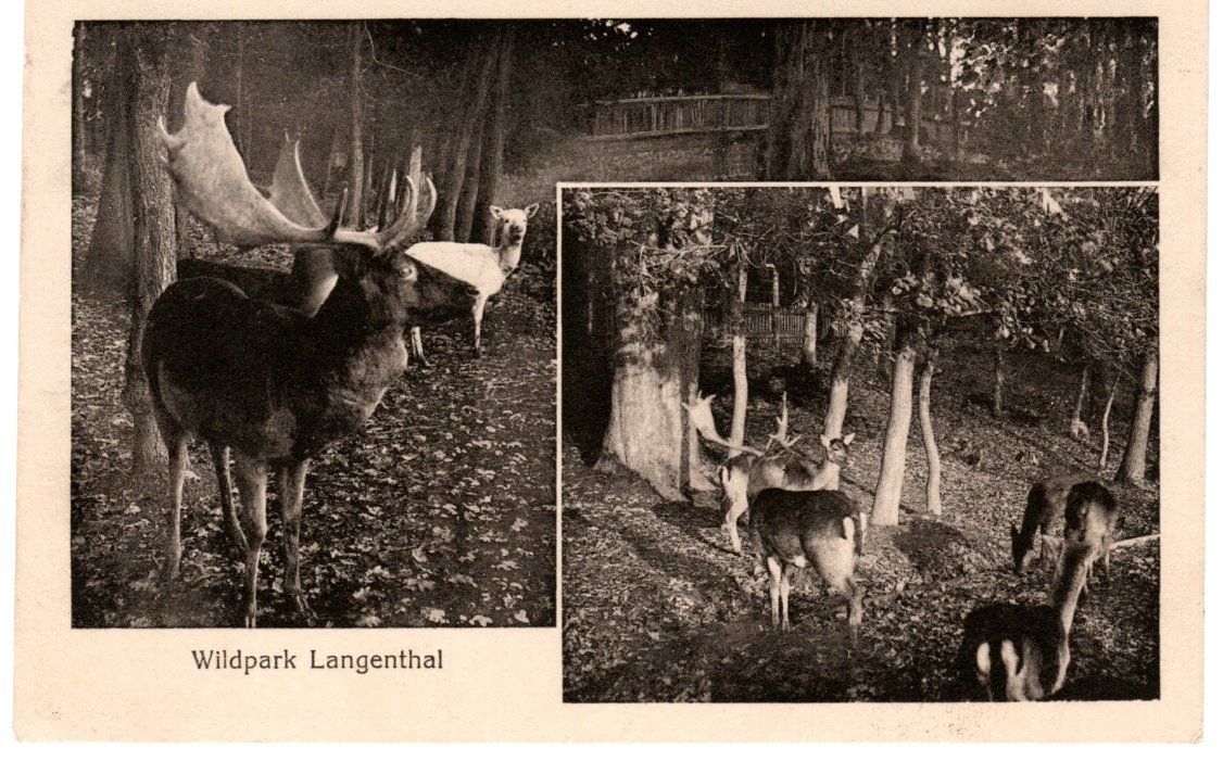 Cartoline postali: Langenthal Wildpark 1920 – Usato da Zürich venduto da Sion2006